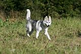 SIBERIAN HUSKY 875